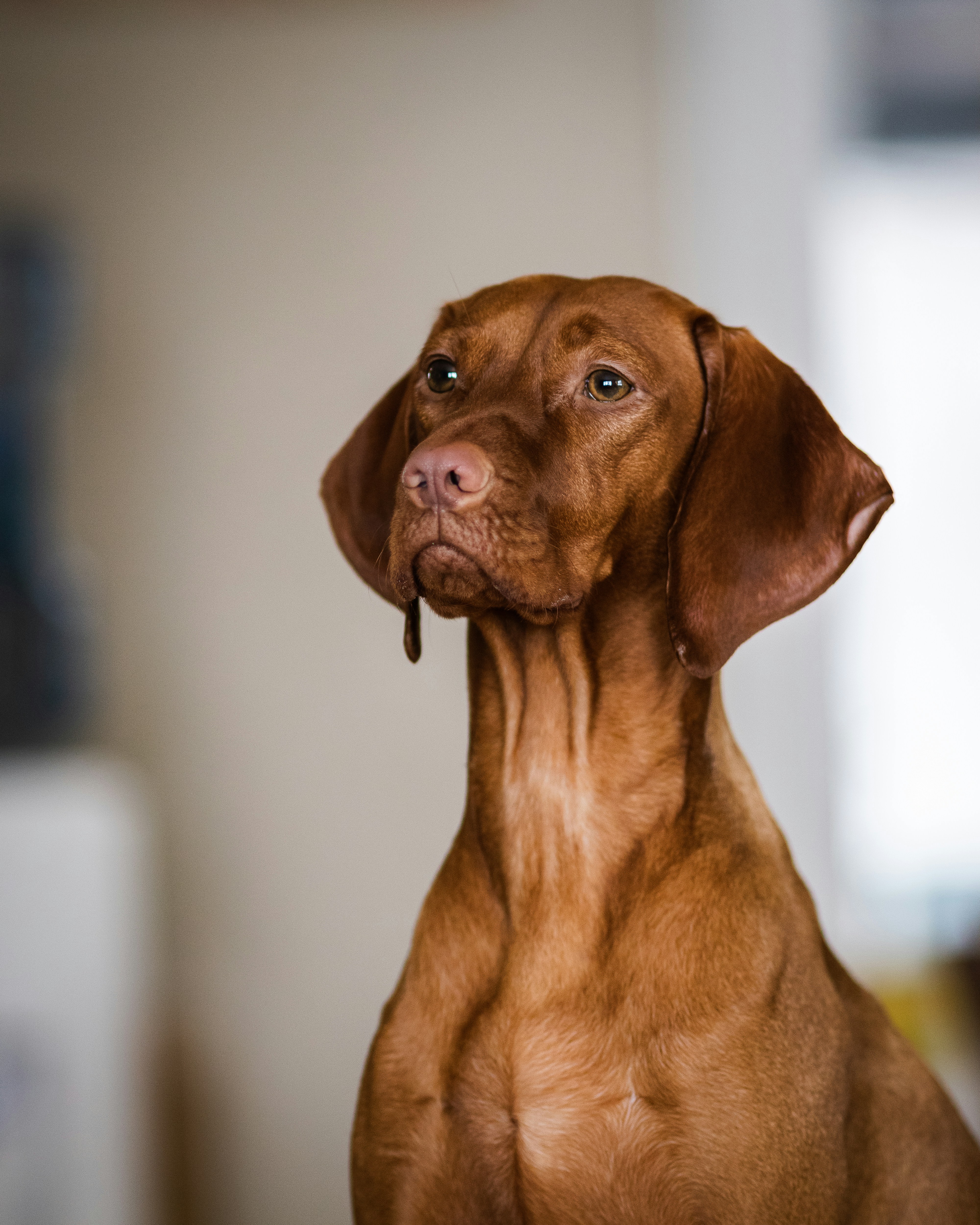 Original dog photo